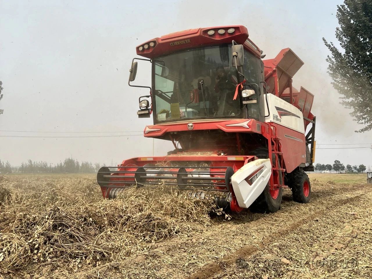 河南漯河董师傅：一年作业1400亩，平博88收获花生机收获忠实伙伴